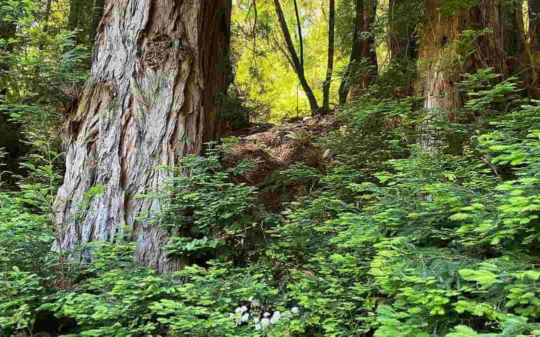 Redwoods in Armstrong Woods Park