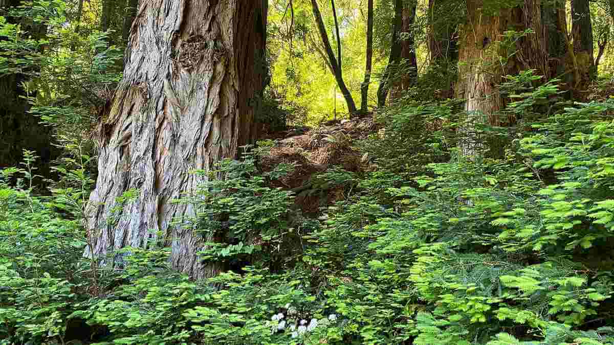 Redwoods in Armstrong Woods Park